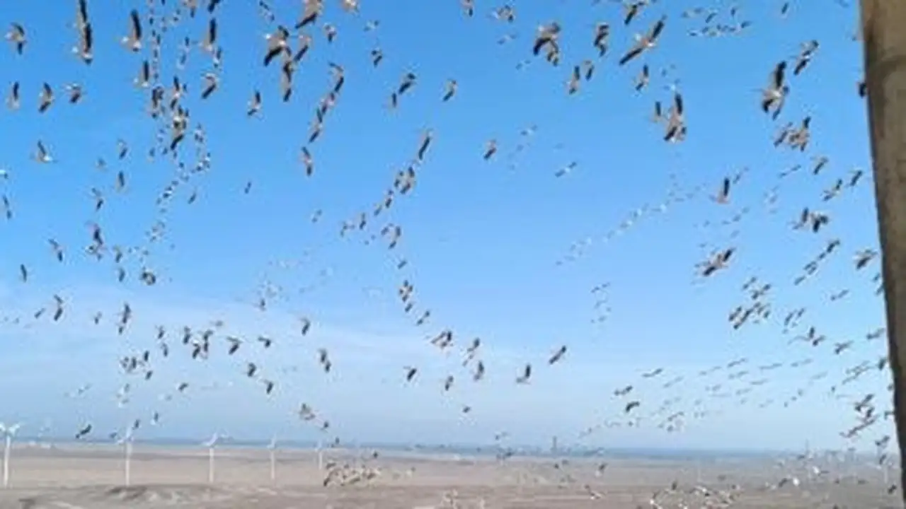 صراع الكنوز وتجارة الدم.. كيف تدير التنمية المحلية 100 مليون دولار بسواحل مصر؟